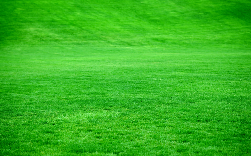 Best Green Grass Installation Services In Mumbai