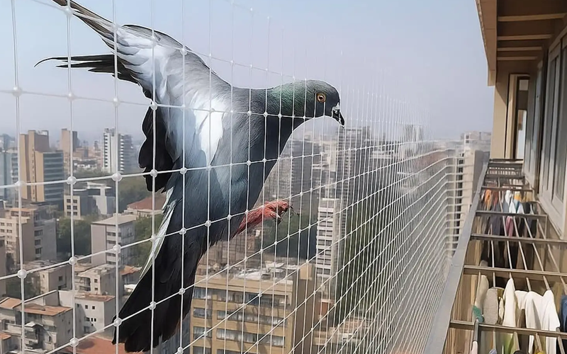 Best Anti Bird Net Installation Services In Colaba